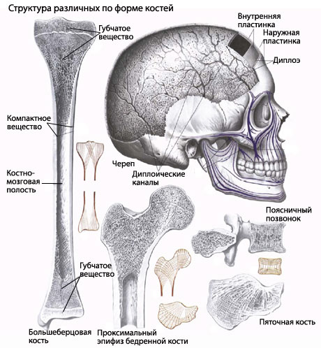 Структура кости, регенерация