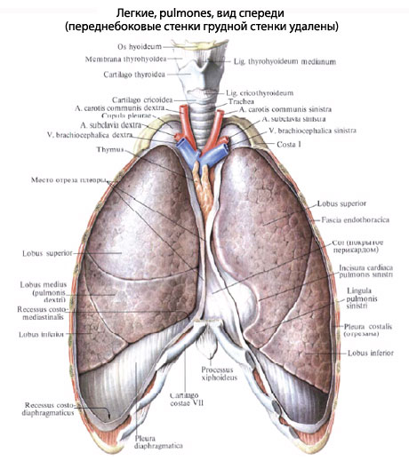 Где Легкие У Человека Фото Спереди