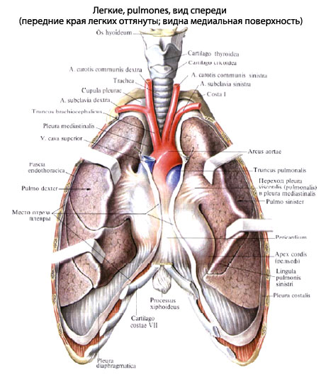 Где Легкие У Человека Фото Спереди