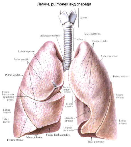 Где Легкие У Человека Фото Спереди