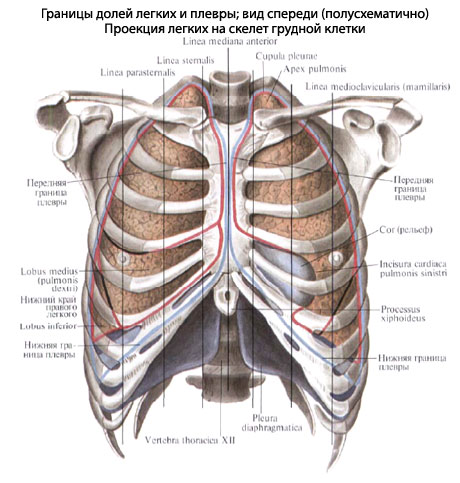 Где Легкие У Человека Фото Спереди