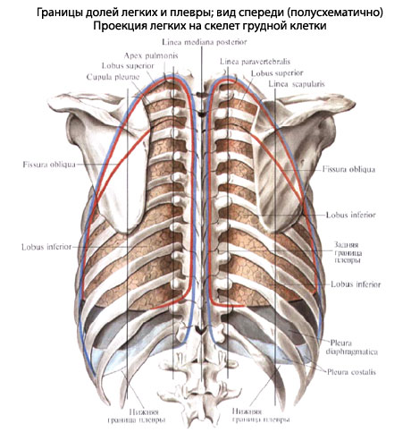 Где Легкие У Человека Фото Спереди