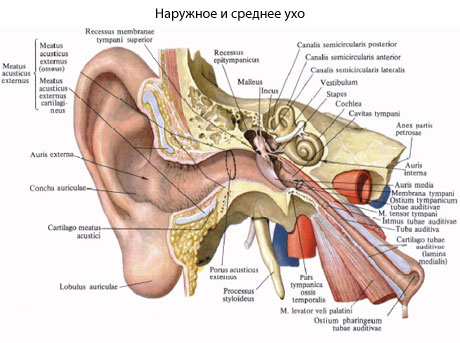 Задняя Стенка Уха Где Находится Фото