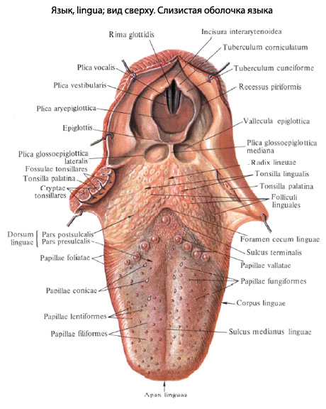 Под Языком Человека Фото