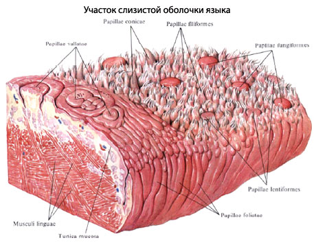 Под Языком Человека Фото