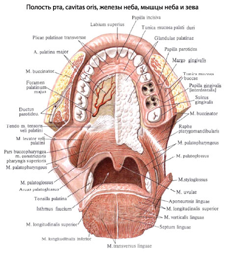 Фото Рта Человека