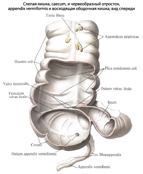 Фото Аппендикса Человека