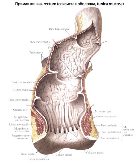 Прямая Кишка Фото Где Находится