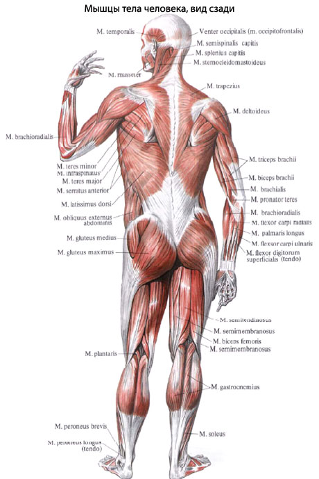 Мышцы Человека Фото