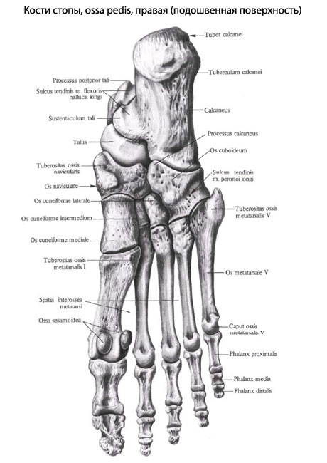 Кости Стопы Человека Фото
