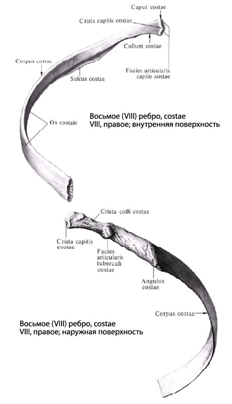 Рёбра классификация строение