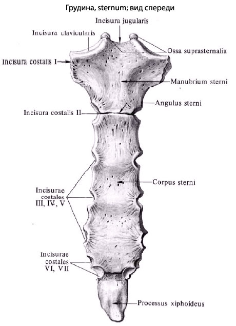 Где Находится Рукоятка Грудины У Человека Фото