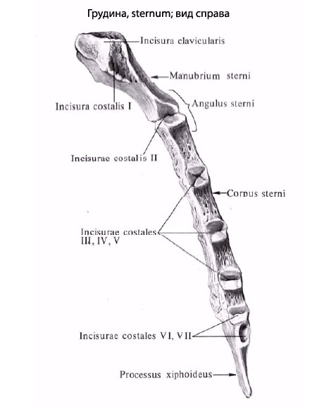Где Грудина У Человека Фото