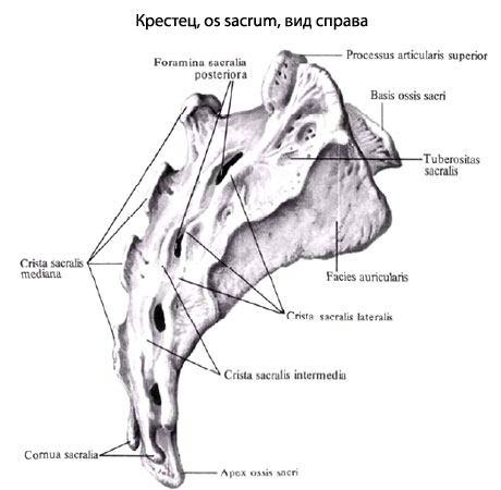 Копчик У Человека Фото