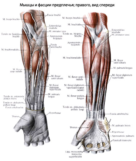 Предплечье Человека Фото
