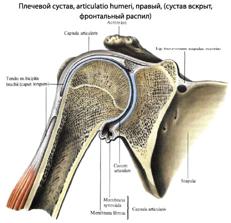 Строение Сустава Человека Фото