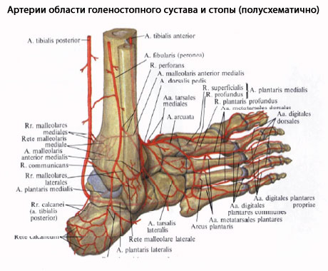 Голеностоп Ноги Фото