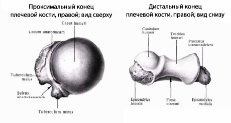 Плечевая Кость Где Находится Фото