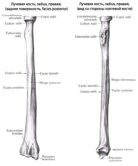 Структура лучевой кости