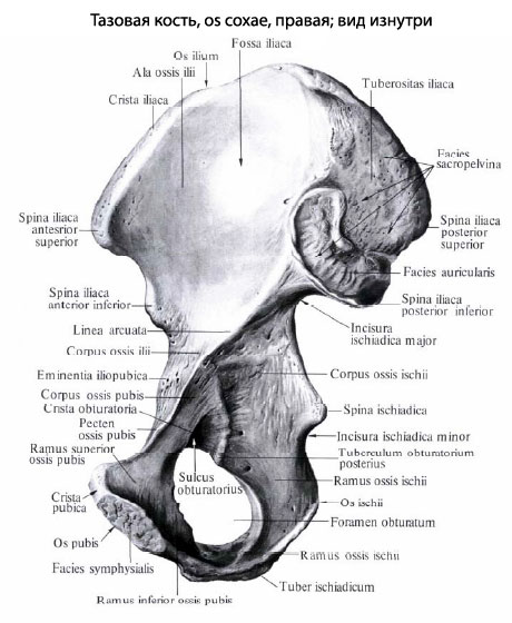 Где Находится Подвздошная Кость У Человека Фото