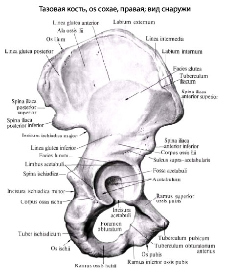 Где Находится Подвздошная Кость У Человека Фото
