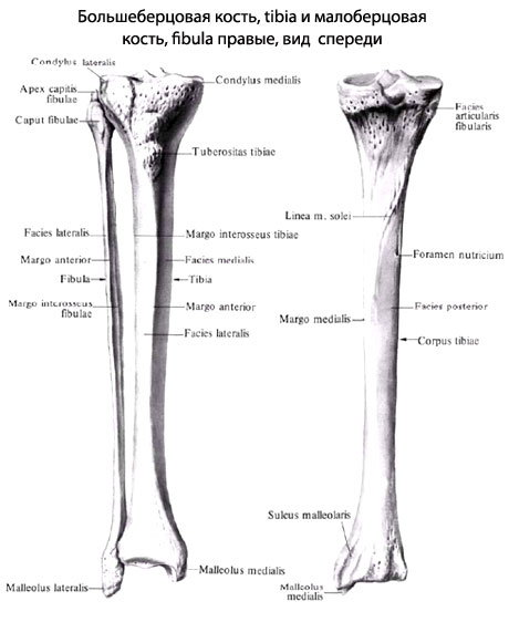 Большеберцовая кость: структура