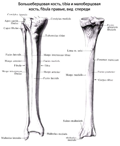 Строение Костей Ноги Человека Фото