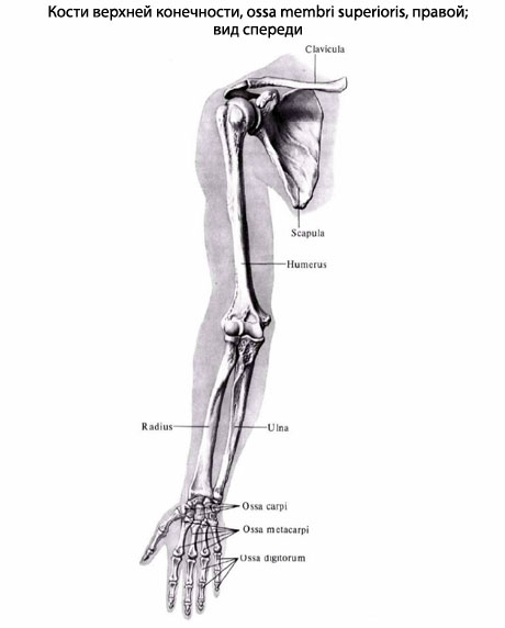 Кость Руки Человека Фото