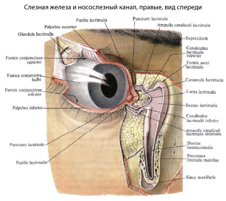 Слезные Железы Где Находятся У Человека Фото