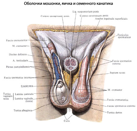 Семенной Канал У Мужчин Где Находится Фото