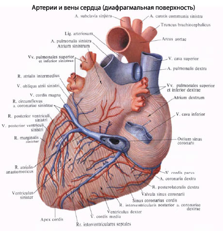 Вены сердца