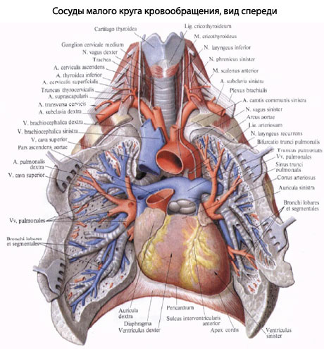 Легкие и сердце