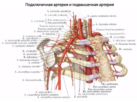 Плечевая Артерия Где Находится Фото У Человека