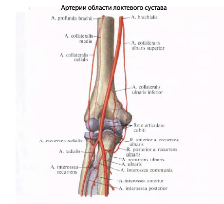 Плечевая Артерия Где Находится Фото У Человека