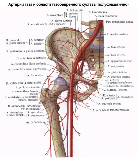 Где Находится Подвздошная Артерия У Человека Фото