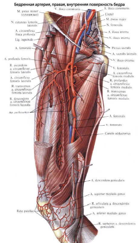 Бедренная Артерия Где Находится У Мужчин Фото