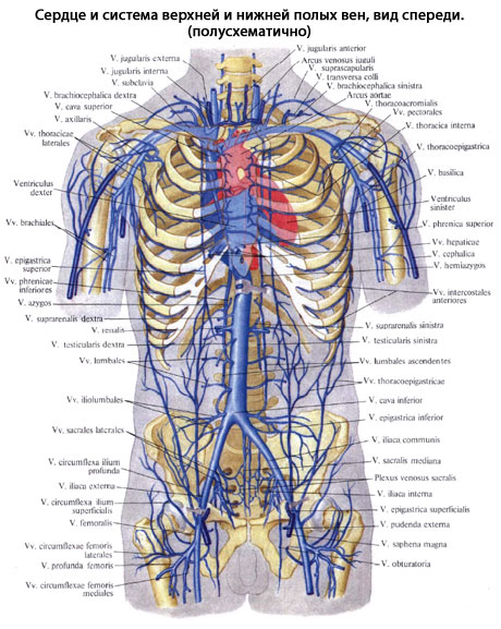 Полная Вена Фото
