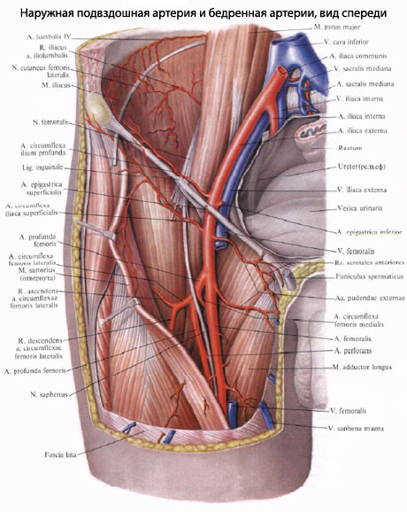 Где Находится Подвздошная Вена У Человека Фото