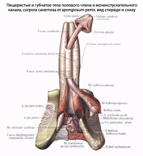 Анатомия Члена