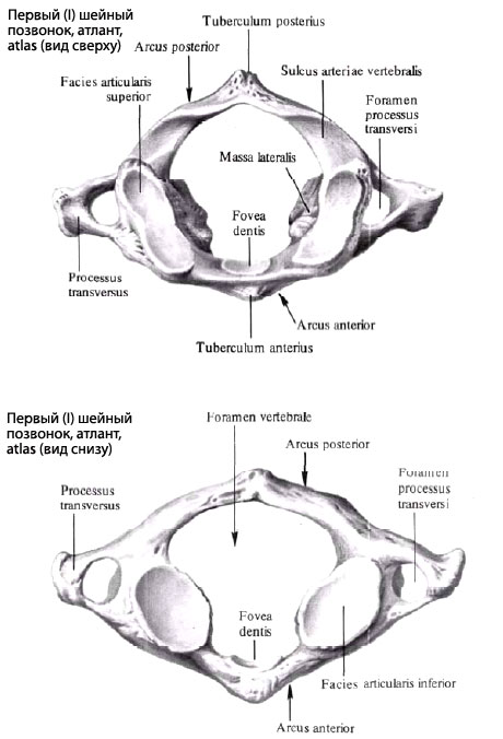 Шейные Позвонки Человека Фото