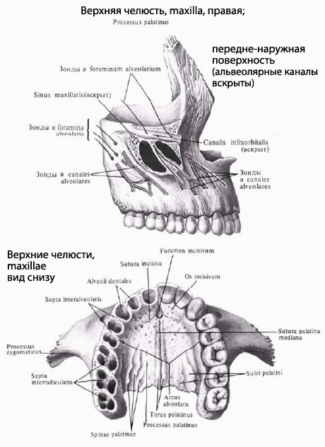 Фото Челюсти Человека