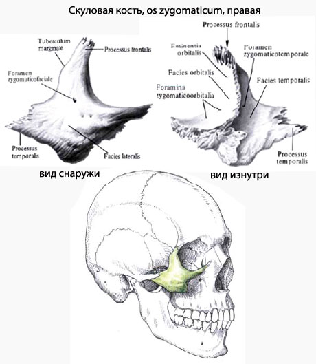 http://www.eurolab.ua/img/anatomy/a_445_1.jpg