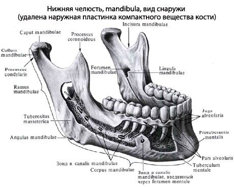 Фото Челюсти Человека