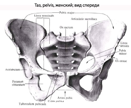 Лобковая Кость У Мужчин Фото Где Находится