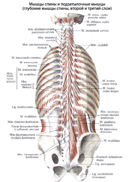 Строение Органов Человека Со Спины Фото