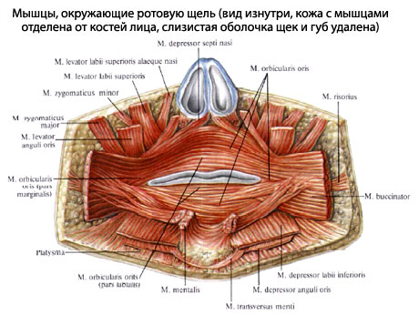 Фото Рта Человека