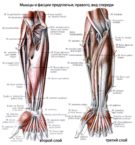 Предплечье Где Находится У Человека Фото Анатомия