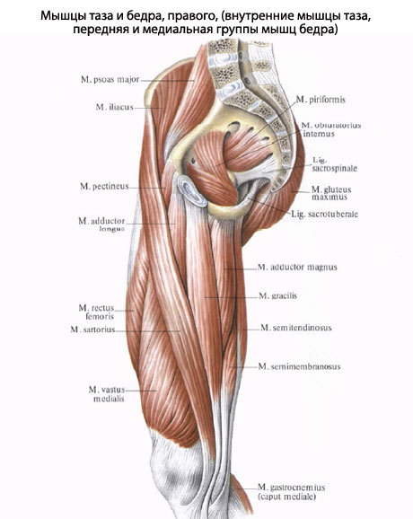 http://www.eurolab.ua/img/anatomy/a_523_1.jpg