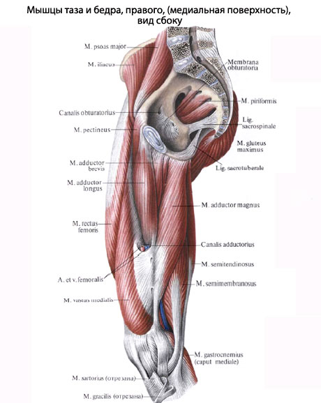 bursa ischiadica m obturatorius internus