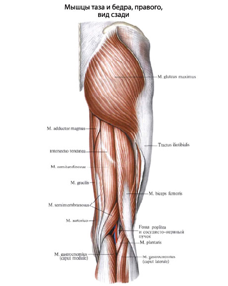 Где Находится Бедро У Человека Фото